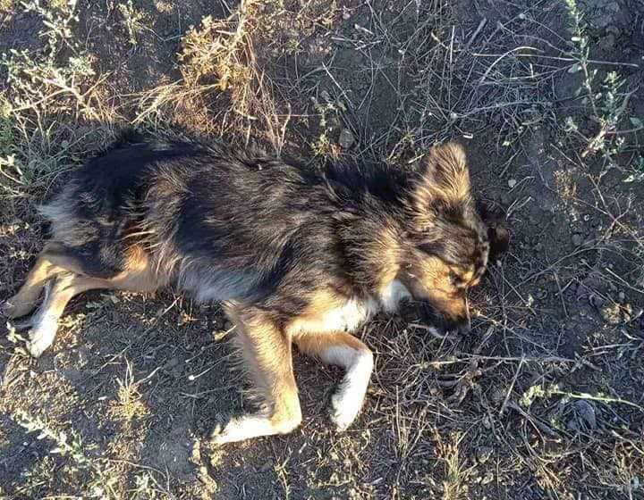 Волонтери стверджують, що собак застрелив місцевий депутат / фото Animal SOS Odessa Волонтери стверджують, що собак застрелив місцевий депутат / фото Animal SOS Odessa