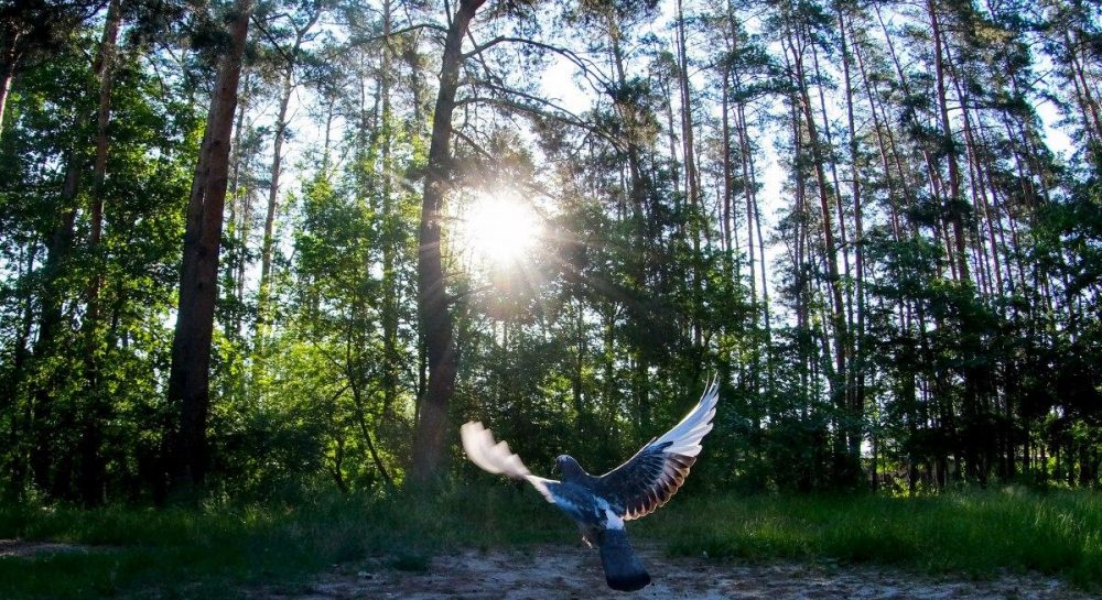 Какой сегодня церковный праздник - важные события в православии — УНИАН - Vimarsana News