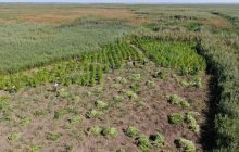 В Одесской области возле границы с Румынией обнаружили плантацию с двумя тысячами кустов конопли (видео)