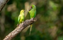Пингвин "с похмелья" и "рыба-улыбака": Comedy Wildlife Photography выбрала самые смешные фото животных 2020 года