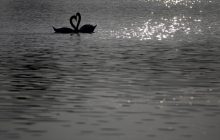 У заповідник Одеської області з тундри прилетіли червонокнижні лебеді (фото)