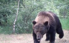 В Чернобыльской зоне впервые за 100 лет появились медведи (видео)