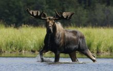 В Черниговской области иномарка насмерть сбила лося