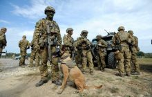 "Rapid Trident – 2020": на Львовщине завершаются масштабные военные учения (фоторепортаж)
