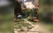 Во Львовской области спасли лебедя, который запутался в проводах (видео)
