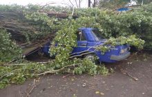 Ураган на Херсонщині пошкодив 150 гектарів лісу та зруйнував сотні осель (відео)