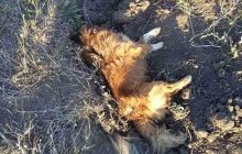 В Одесской области волонтеры обвиняют депутата в убийстве пяти собак (фото)