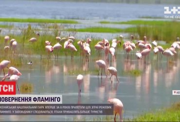 Вперше за 8 років до кенійського нацпарку прилетіли цілі зграї рожевих фламінго