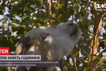 Тварини-садівники: у Нью-Йоркському центральному парку працюватимуть кози