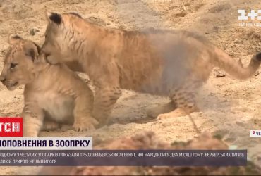 В одному з чеських зоопарків показали рідкісних берберських левенят
