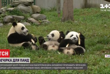 Панда-паті: одразу 14 ведмежат відсвяткували свій день народження у Китаї