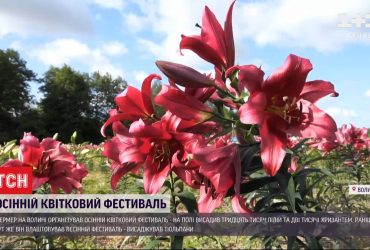 Українська Голландія: волинський фермер організував осінній квітковий фестиваль