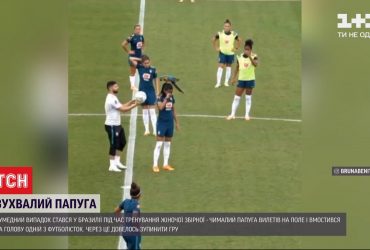 Зухвалий папуга ледь не зірвав тренування бразильських футболісток