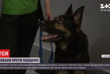 В аеропорту Гельсінкі собаки виявлятимуть інфікованих COVID-19 пасажирів