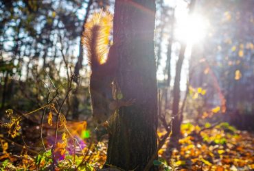 Выходные в Украине будут теплые, но ночи напомнят об осени (карта)