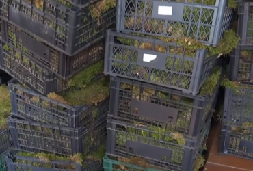 Вандали обідрали мох з унікальних валунів в Українському Стоунхенджі (відео)