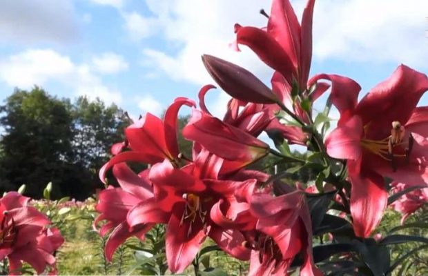 Украинская Голландия: волынский фермер организовал осенний цветочный фестиваль (видео)