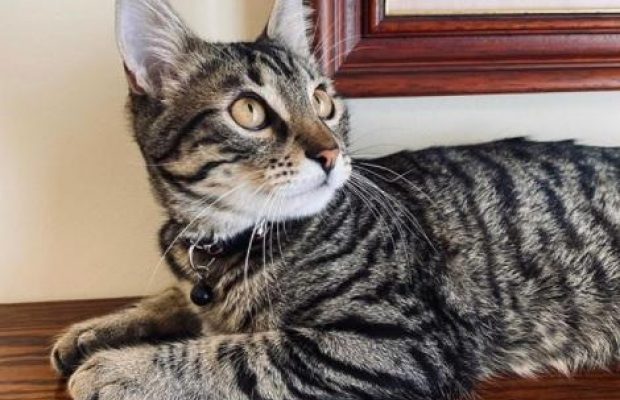 У Львові з'явився котячий мер-інстаблогер: постить кумедні фото та шукає господарів іншим вуличним тваринам (фото)