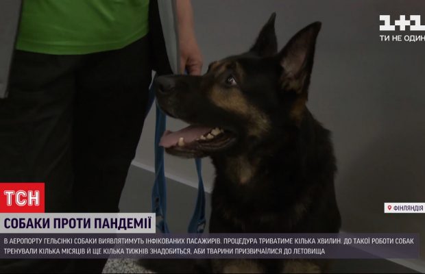 В аеропорту Гельсінкі собаки виявлятимуть інфікованих COVID-19 пасажирів (відео)