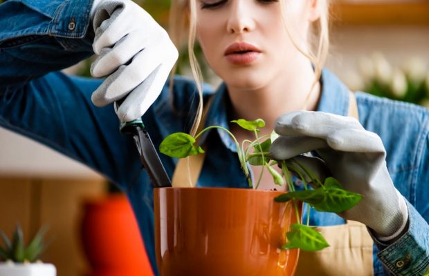 Посадка розсади: коли та як правильно сіяти насіння та висаджувати рослини у відкритий ґрунт