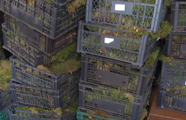 Вандали обідрали мох з унікальних валунів в "Українському Стоунхенджі" (відео)