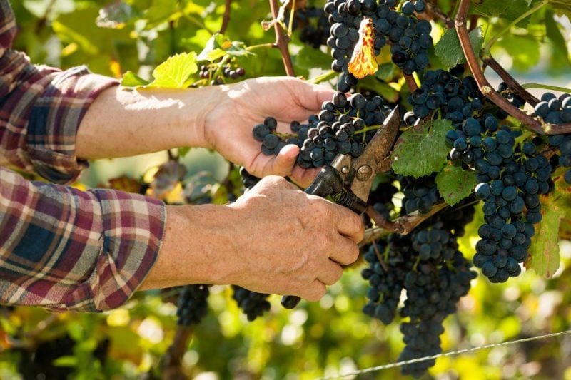 Виноград: выращивание, посадка, уход в открытом грунте