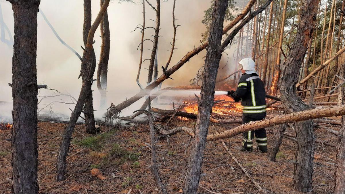 В Киевской области горят леса \ фото ГСЧС