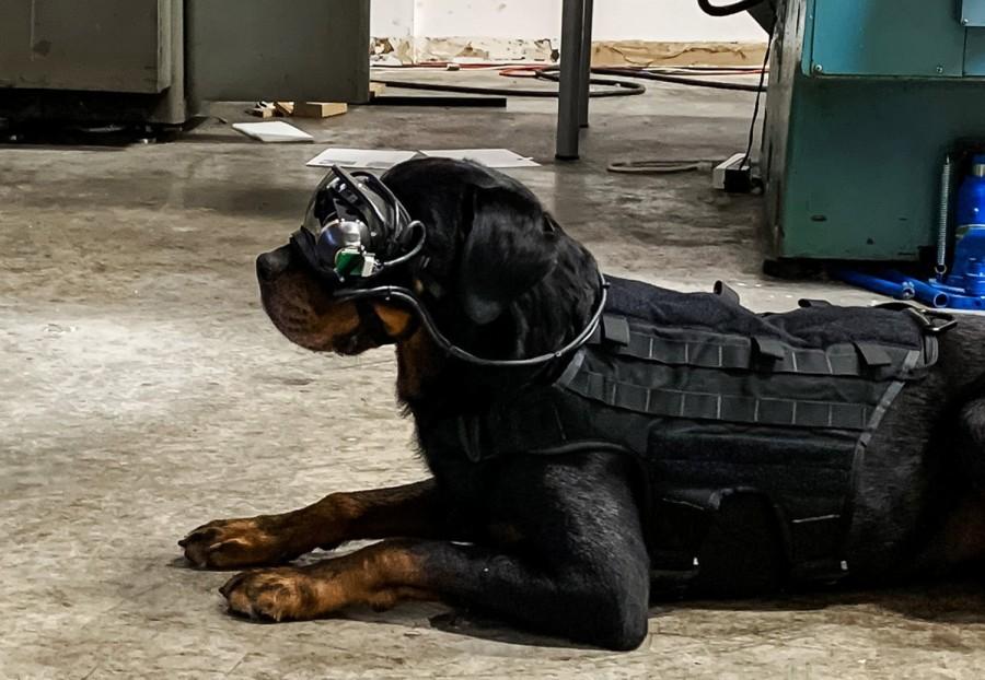 Армійським собакам нададуть AR-окуляри / COMMAND SIGHT, INC. Армійським собакам нададуть AR-окуляри / COMMAND SIGHT, INC.