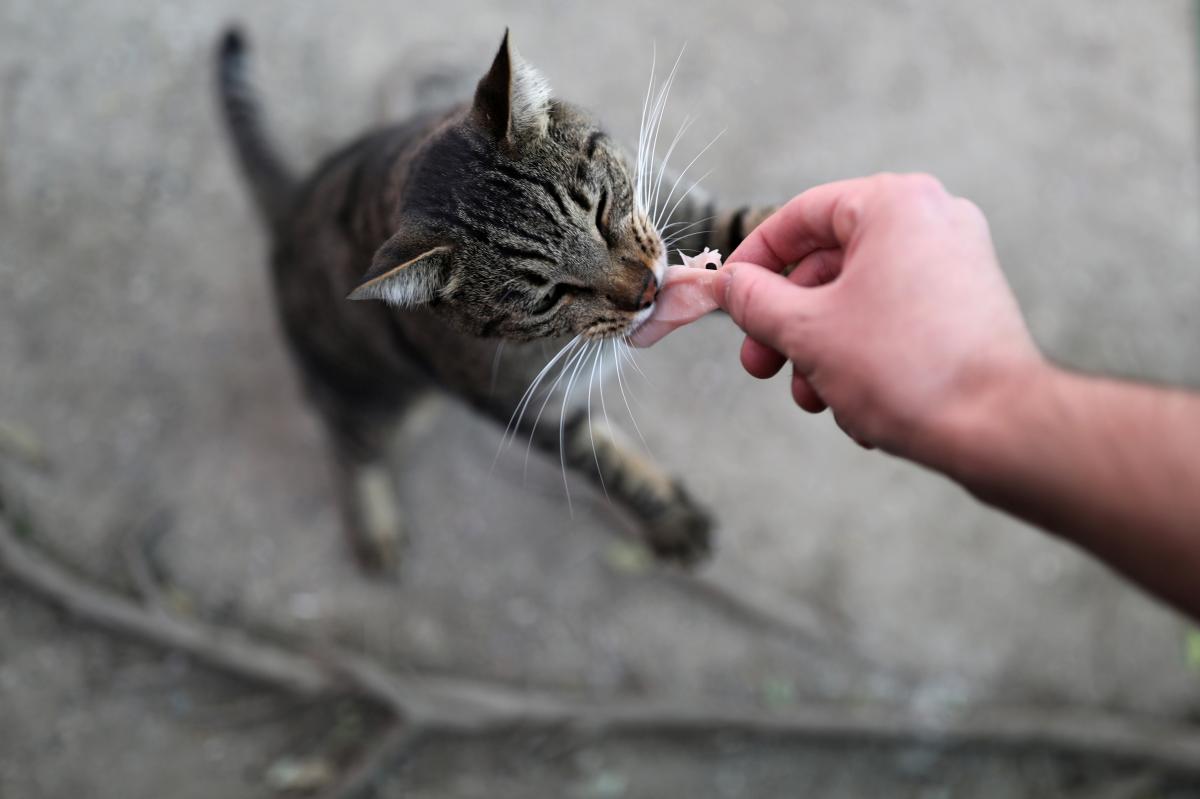 Хороший апетит кота - ознака, що ви все робите правильно / фото REUTERS Хороший апетит кота - ознака, що ви все робите правильно / фото REUTERS