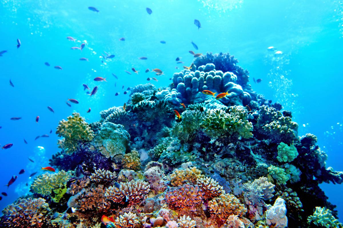 Ученые отыскали у берегов Австралии коралловый риф вышиной 500 метров