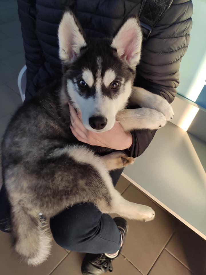 Нині собакою опікуються волонтери / фото Animal help ZT - Допомога тваринам м.Житомир Нині собакою опікуються волонтери / фото Animal help ZT - Допомога тваринам м.Житомир