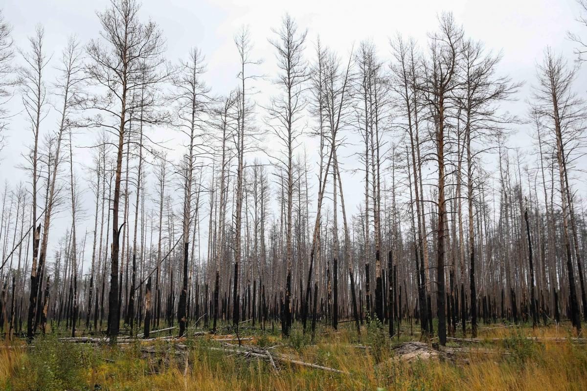 Фото Лесные пожары на Житомирщине: жизнь погорельцев спустя полгода 07 октября 2020