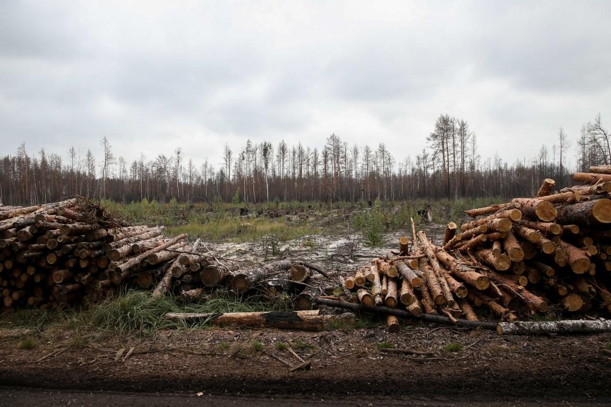Фото Лесные пожары на Житомирщине: жизнь погорельцев спустя полгода 07 октября 2020
