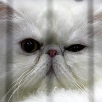 Важное исследование: ученые наконец разобрались, как общаться с котами
