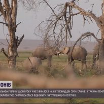 Najbilsh Samotnij Slon V Sviti Pereyihav V Zapovidnik Do Inshih Sloniv Foto Video Unian