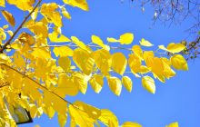 У вівторок на українців чекає потепління: температура підніметься майже по всій країні (карта)