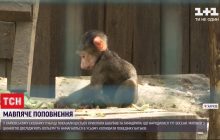 Бебі-бум у харківському екопарку: на світ з'явилися сім мавпенят (відео)