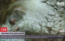 Тенісист став хрещеним батьком новонародженої коали (відео)