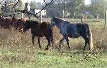 На Поліссі активісти хочуть поновити давню дику породу коней (відео)