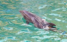 Рекордний бебі-бум в Одеському дельфінарії!