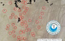 На побережье африканской страны обнаружили семь тысяч мертвых тюленей (фото, видео)