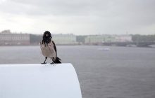 "Город убийств": Шнуров написал депрессивный стих про Питер в связи с убийством модели