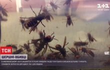 У США знищили гніздо гігантських шершнів-вбивць (відео)