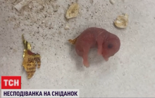 Одесит знайшов у вівсянці двох новонароджених мишенят: історія отримала несподіване продовження (відео)