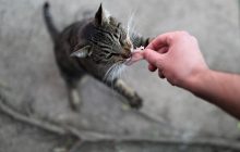 В Одесі зловмисники заморили голодом майже 40 кошенят (відео 18+)