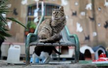 Ученые выяснили, что кошки способны распознавать оптическую иллюзию