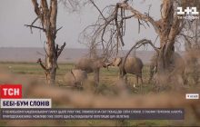 Бебі-бум у національному парку Кенії: цьогоріч там народилося понад дві сотні слонів (відео)