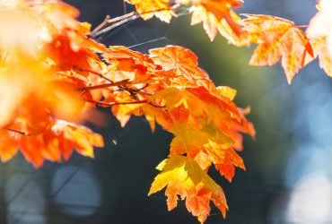 Із заходу посилюватиметься антициклон: Укргідрометцентр повідомив, як зміниться погода