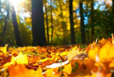 6 жовтня українців порадує 20-градусне тепло (карта)