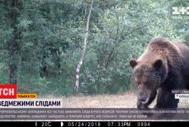 У Чорнобильському заповіднику почастішали випадки зустрічі з бурим ведмедем